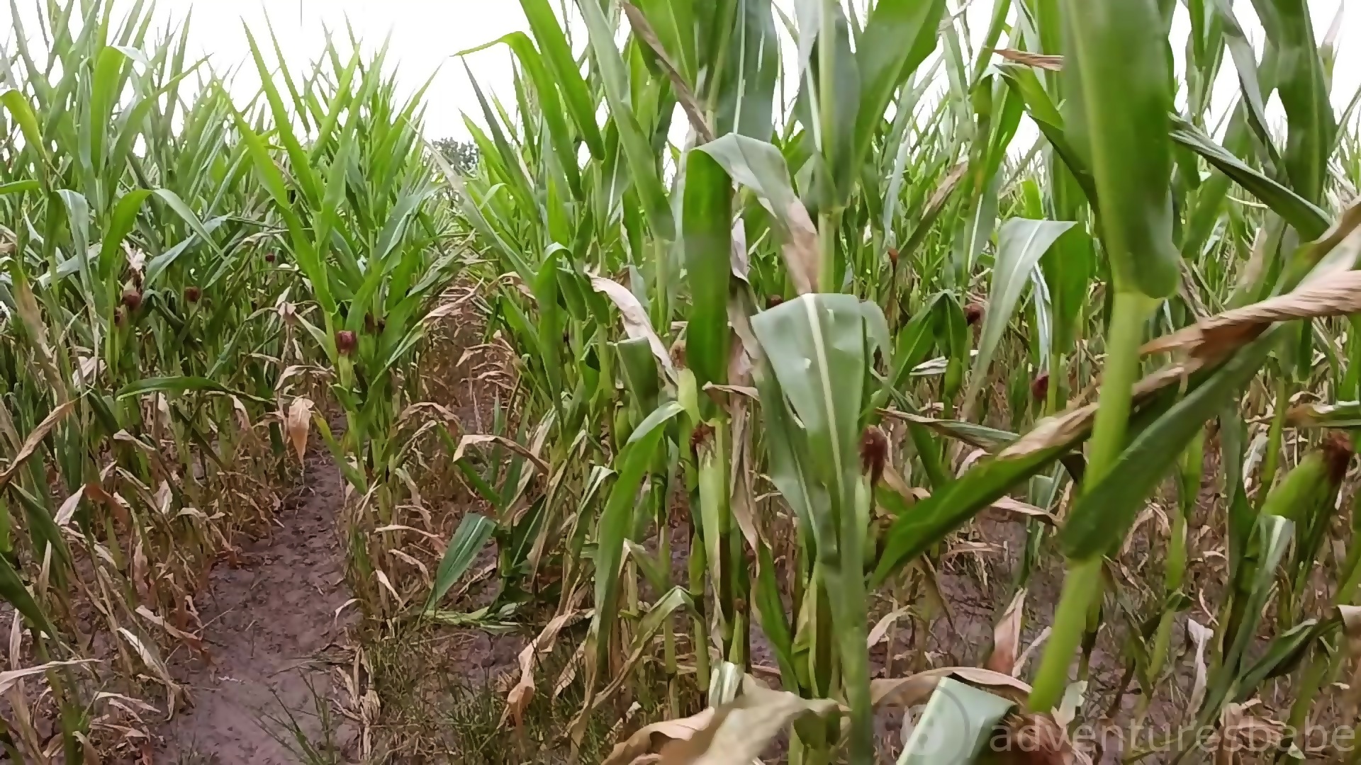 young japanese sex in cornfield